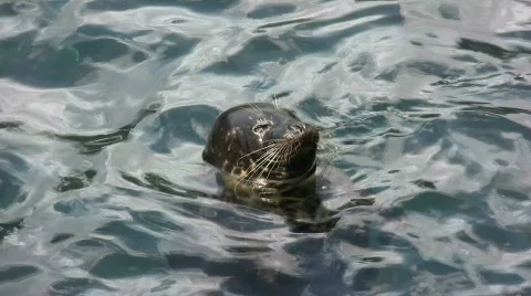 Wild seal Stock Footage 545759