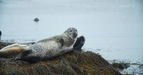 Wild seal looking into camera. Marine animal lying and resting on rocky beach 스톡 동영상 131374657
