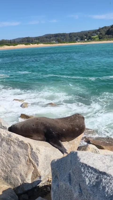 A wild seal resting on large rocks by the turquoise ocean water on a sunny day Vídeos de archivo 334163116