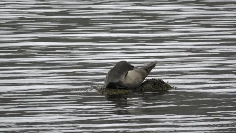 Wild Seal Scratching Its Head While Resting on a Sea Rock in Iceland Stock Footage 339753689
