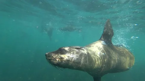 Wild seal swimming close underwater in blue sea Stock Footage