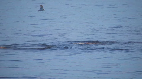 Wild seals eating a giant pacific octopus in the blue ocean water Stock Footage 337727962