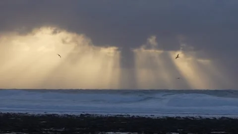 Wild seas with sun rays and sea birds in 4k Stock Footage 292685019