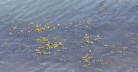 Wild seaweed growing below the high-water mark at the Dutch coast Stock Footage 80454249