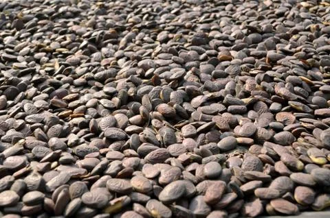 Wild seeds Stock Photos