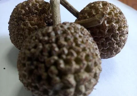 Wild seeds Stock Photos