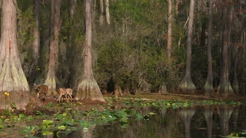 Wild Serenity of the Okefenokee Swamp Stock Footage 343746641
