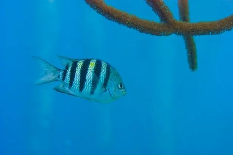 A wild sergeant major with a blue background and coral Stock Photos