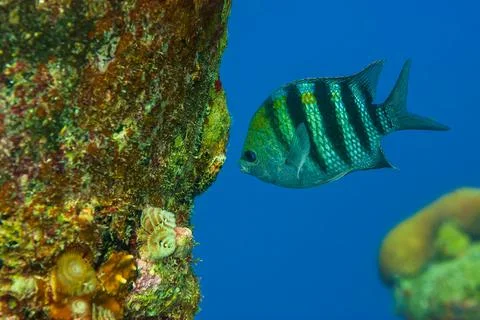 A wild sergeant major next to a pier pillar Stock Photos