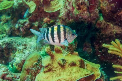 Wild sergeant major or Abudefduf saxatilis swimming over coral 写真素材