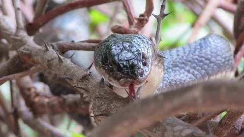 A wild serpent camouflaged among sharp thorns, flicking its tongue to sense.. Stock Photos