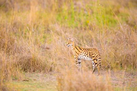 Wild serval looking after prey in Serengeti Stock Photos