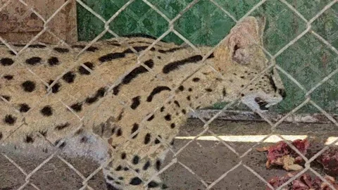 Wild Serval Resting in Captivity Behind Fence Stock Footage 318510925