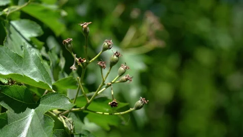 Wild Service Tree fruit set, young, immature (Sorbus torminalis), green Stock Footage 310744444