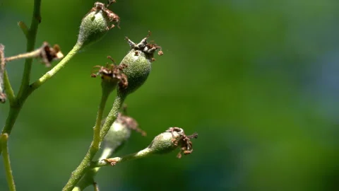 Wild Service Tree fruit set, young, immature (Sorbus torminalis), growth Stock Footage 310748147
