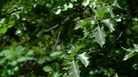 Wild Service Tree fruit set, young, immature (Sorbus torminalis), rare Stock Footage 310752420