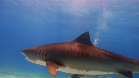 Wild Shark Moment Stock Footage 314436552