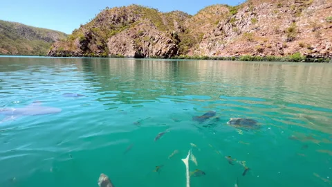 Wild Sharks inside the lagoon at Horizontal Falls, Kimberley, Western Australia 動画素材 170062308