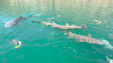 Wild Sharks inside the lagoon at Horizontal Falls, Kimberley, Western Australia 库存影片 171441609