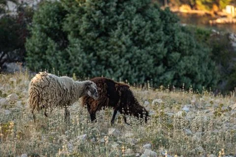 Wild sheep and rams running over rocks, a herd of animals on a rocky mounta.. Stock Photos