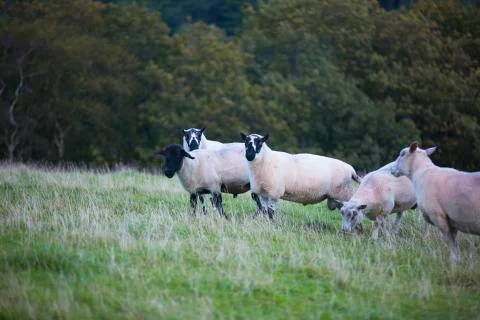Wild sheep in the distance  Stock Photos