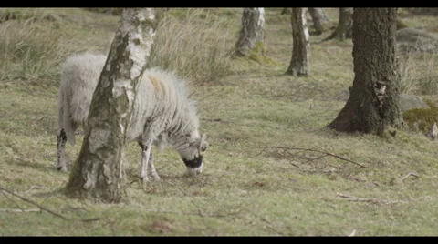 Wild Sheep Eats Grass Stock Footage 31986511