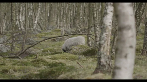 Wild Sheep in Forest Stock Footage 31987344