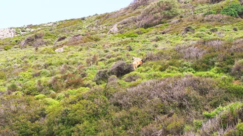Wild sheep free range livestock animal at Ikaria island Greece Stock Footage 252159122