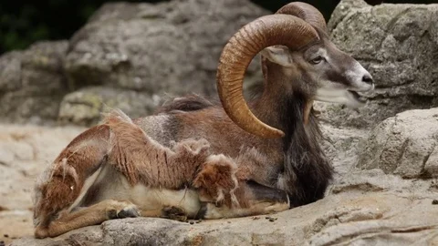 A Wild Sheep known as the Mouflon Vídeo Stock 77185588