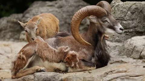 A Wild Sheep known as the Mouflon Vídeo Stock 77185662