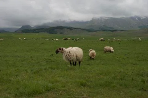 Wild sheep in the mountains Stock Photos