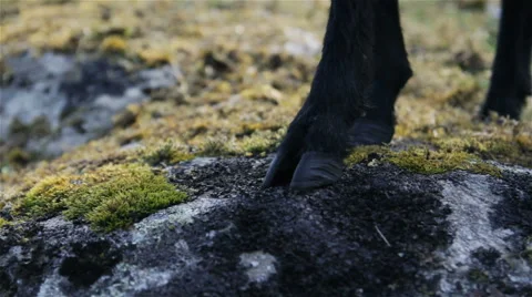 Wild sheep's hooves on mountain grounds walk by Stock Footage 53001626