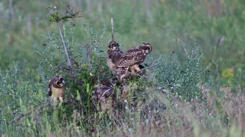 Wild Short-eared Owl five Chicks (Asio flammeus) Perched on Shrub  Stock Footage 337663436