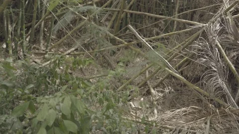 WILD SHOT Stock Footage 233338988