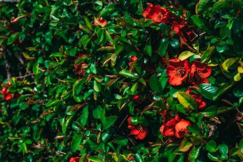 Wild shrub with beautiful red flowers and green leaves Stock Photos