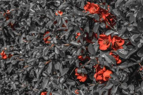 Wild shrub with beautiful red flowers and gray leaves Stock Photos