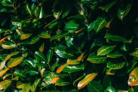 Wild shrub with large green leaves Stock Photos
