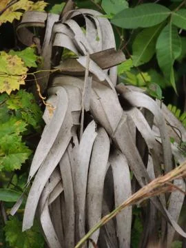 Wild Shrubbery Stock Photos