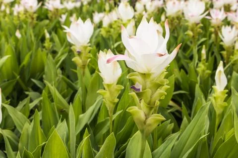 Wild siam tulips Stock Photos