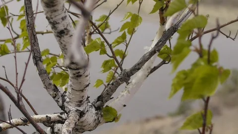 Wild Siberian birch Stock Footage 103437907