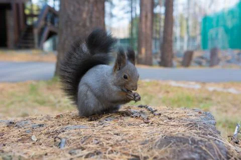 Wild Siberian gray squirrel in the forest. Stock Photos