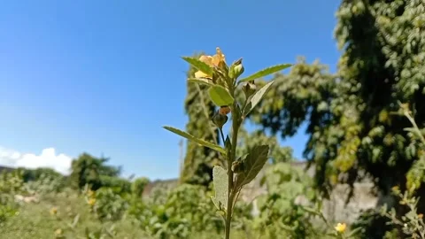 Wild sidaguri flowers bloom in the open. Video stock 335640662