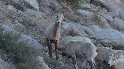 Wild Sierra Nevada Bighorn Sheep Herd: Ewes and Ram Feeding Stock Footage