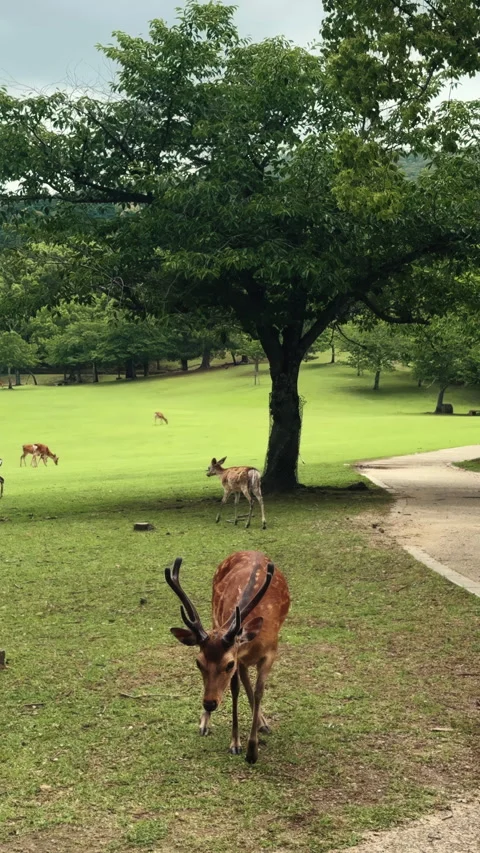 Wild sika deer looking at camera in Nara Park, Nara, Japan Stock Footage 345169300