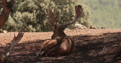 Wild sika deer lying in a mountain forest on a hot day slow motion 120 fps Stockbeeldmateriaal 251457294
