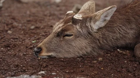Wild Sika Deer Resting Head on Ground at Nara Park Japan Close Up Stock Footage 335384633