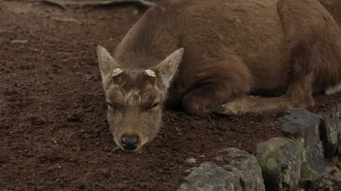 Wild Sika Deer Sleeping with Head on Ground at Nara Park Japan Stock Footage 333284696