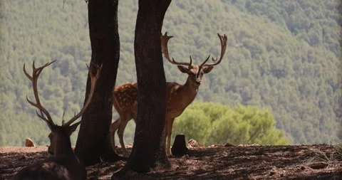 Wild sika deer standing behind a tree in a forest, hot day slow motion 120 fps Stockbeeldmateriaal 251456912