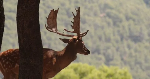Wild sika deer standing behind a tree in a forest, summer slow motion 120 fps Stockbeeldmateriaal 251457040