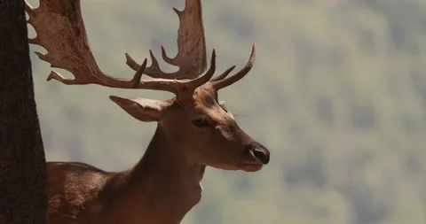 Wild sika deer standing behind a tree in a forest, summer slow motion 120 fps Stock Footage 251457147